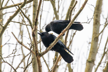 Mated Pair of Crows Enjoying a Quiet Grooming Session