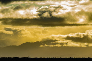 Gull Flies in Dramatic Cloudy Sky With Olympic Mountain Backdrop