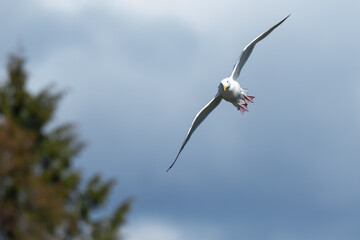 Graceful Glaucous-Winged Gull in Flight
