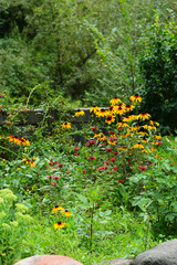 Flowering Rudbeckia in the garden, Armenia