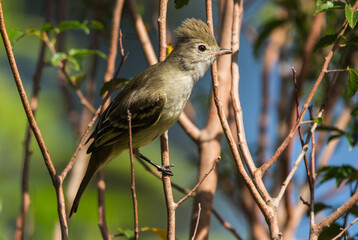 Yellow-bellied Elaenia