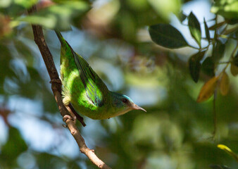 female of Blue Dacnis