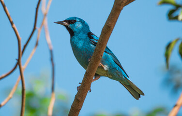 Blue Dacnis