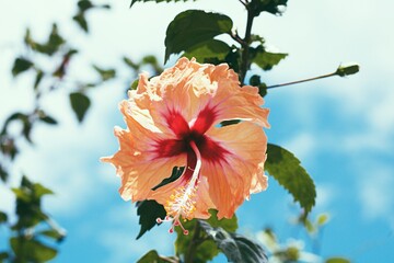 Hibiskus orange und rot © Tanja Szymkowiak