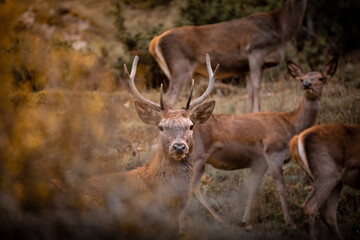giovane cervo, o fusone nel bosco