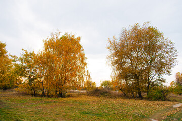 Golden autumn trees. autumn rural park tree meadow landscape