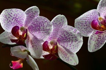 Beautiful orchid flowers have bloomed, the delicate white and purple middle on a dark background.