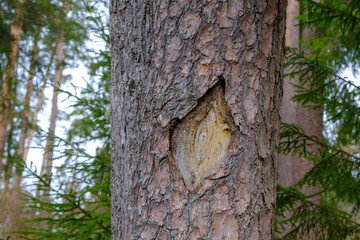 Damaged old bark of a pine tree trunk in spring. Ecology. Sanitary cleaning of the forest. sick tree