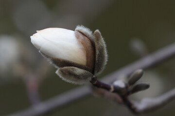 Fototapeta na wymiar buds of magnolia