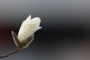 bud of a magnolia