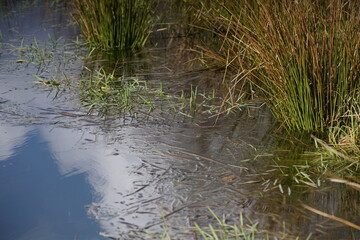 Fototapeta na wymiar Binsen Gras an einem Sumpf oder Tümpel nut such spiegelndem Wolken Himmel