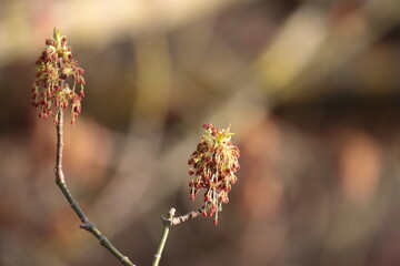 branches in spring