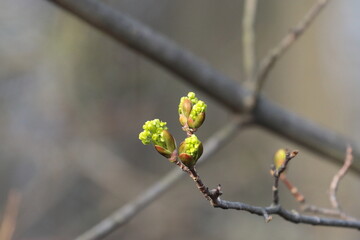 buds of a tree