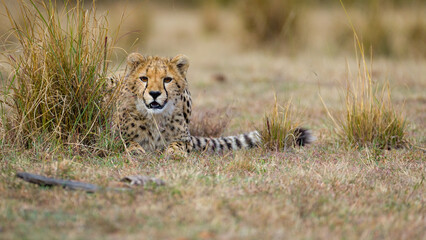 A young cheetah playing hid can seek with a prey. 