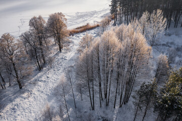 Aerial view of winter forest. Snowy naked trees. Beautiful nature.