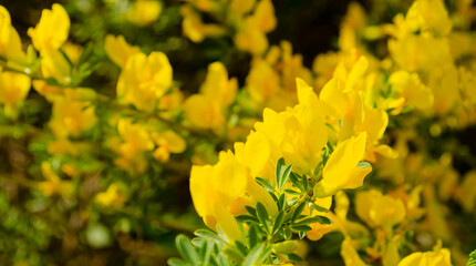 Forsythia flowers in front of with green grass and blue sky. Golden Bel. Forsythia. Blooming forsythia bush. Yellow flower on a branch of forsythia. The beauty of spring nature.