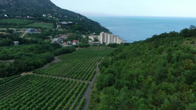 Panorama of the famous Crimean vineyards and the coastline of Alushta.