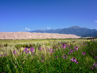 Obraz premium Purple wildflowers in a field at the feet of the great sand dunes in Colorado with the San Juan Mountains in the background