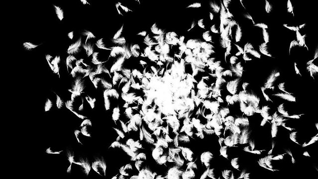 4K White feather is flying on a light Loop background. Concept of softness and beauty. Fashion and beauty abstract background. Fluffy bird feather and wings in soft pastel. swan and love birds