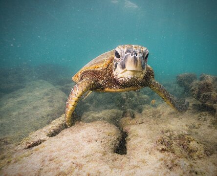 Sea Turtle, Honu, Hawaii