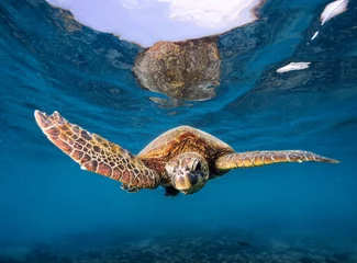 Tuinposter sea turtle swimming © Marcel Rudolph-Gajda