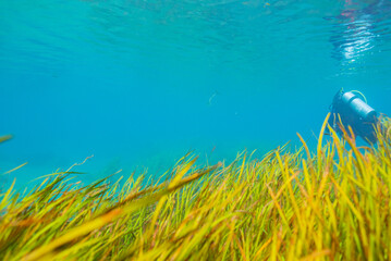 Scuba diver swimming over sea grass in clear river