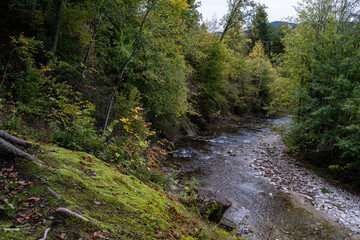 River between trees in the forest on a cool autumn day