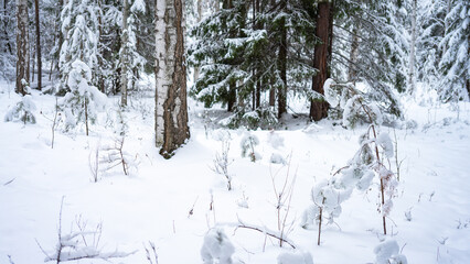 Small pine trees covered with snow in the winter forest in cold colors close-up. Snowdrifts