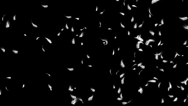 Down feathers falling slowly flying birds in air with white feathers on a black background. promo, happy holidays greetings, seasonal greetings, special occasions, birthday party, wedding