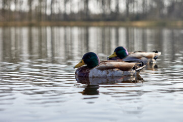 Two wild ducks on water