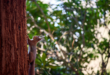 A squirrel on the side of the tree looking at the camera