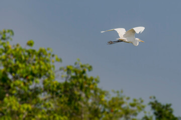 White Great egret, Ardea alba, Bird flying with trees in the background