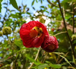 Two red flowers in a garden on a sunny day