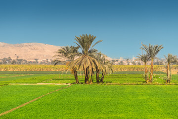 Palm trees in the fertile Nile River valley in Egypt. Agriculture and harvest concept