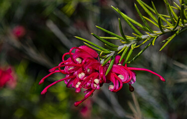 Grevillea flower close up macro