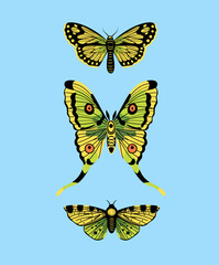 Saturnia moon butterfly on a blue background. Vector graphics.