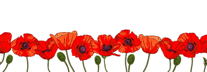 Horizontal seamless border with hand drawn red poppy flowers isolated on white background. - obrazy, fototapety, plakaty