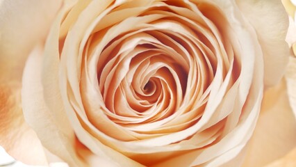 Beige rose on white background | Beauty cosmetics with rose oil commercial
