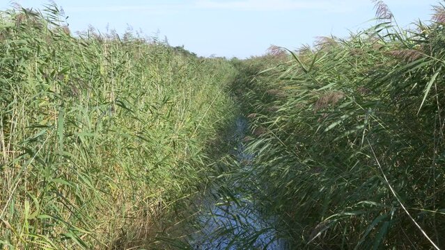 Schilf im Wind - Boddengew&auml;sser