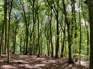Footpath in a beech forest on a sunny spring day