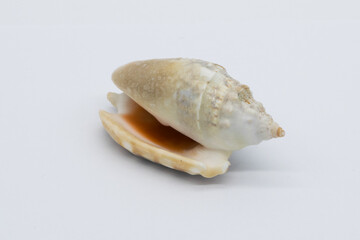 Fototapeta na wymiar Close-up view of a sea shell on a white background