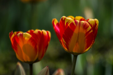 red yellow tulip