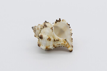 Obraz na płótnie Canvas Close-up view of a sea shell on a white background