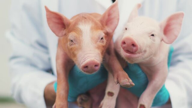 Two pigs in the hands of a veterinarian. The vet keeps two piglets. Red and pink piglets. Advertising of animal care, veterinary medicine and farming.