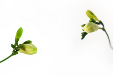 Freesia white flower