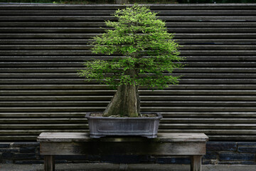 Bonsai Juniper Tree