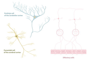 Types of neurons: pyramidal cell from the cerebral cortex, Purkinje cell from the cerebral cortex, olfactory cells from the olfactory epithelium and olfactory bulb - obrazy, fototapety, plakaty