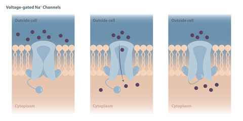 Neuronal charged membranes. Voltage-gated ion channels are closed at the resting potential and open in response to changes in membrane voltage.