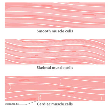 Types Of Muscle Tissue Structure: Cardiac, Smooth, Sceletal. Smooth Muscle Cells, Cardiac Muscle Cells,  Multinucleate Skeletal Cells. 