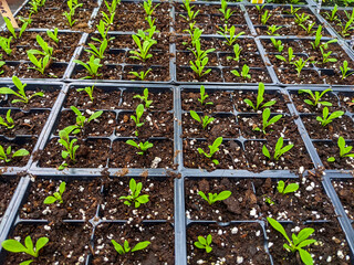 Young plant seedlings growing in greenhouse - 498145768